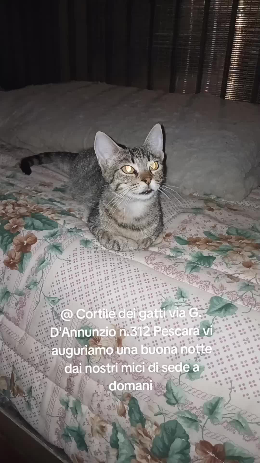 @@ Cortile dei gatti