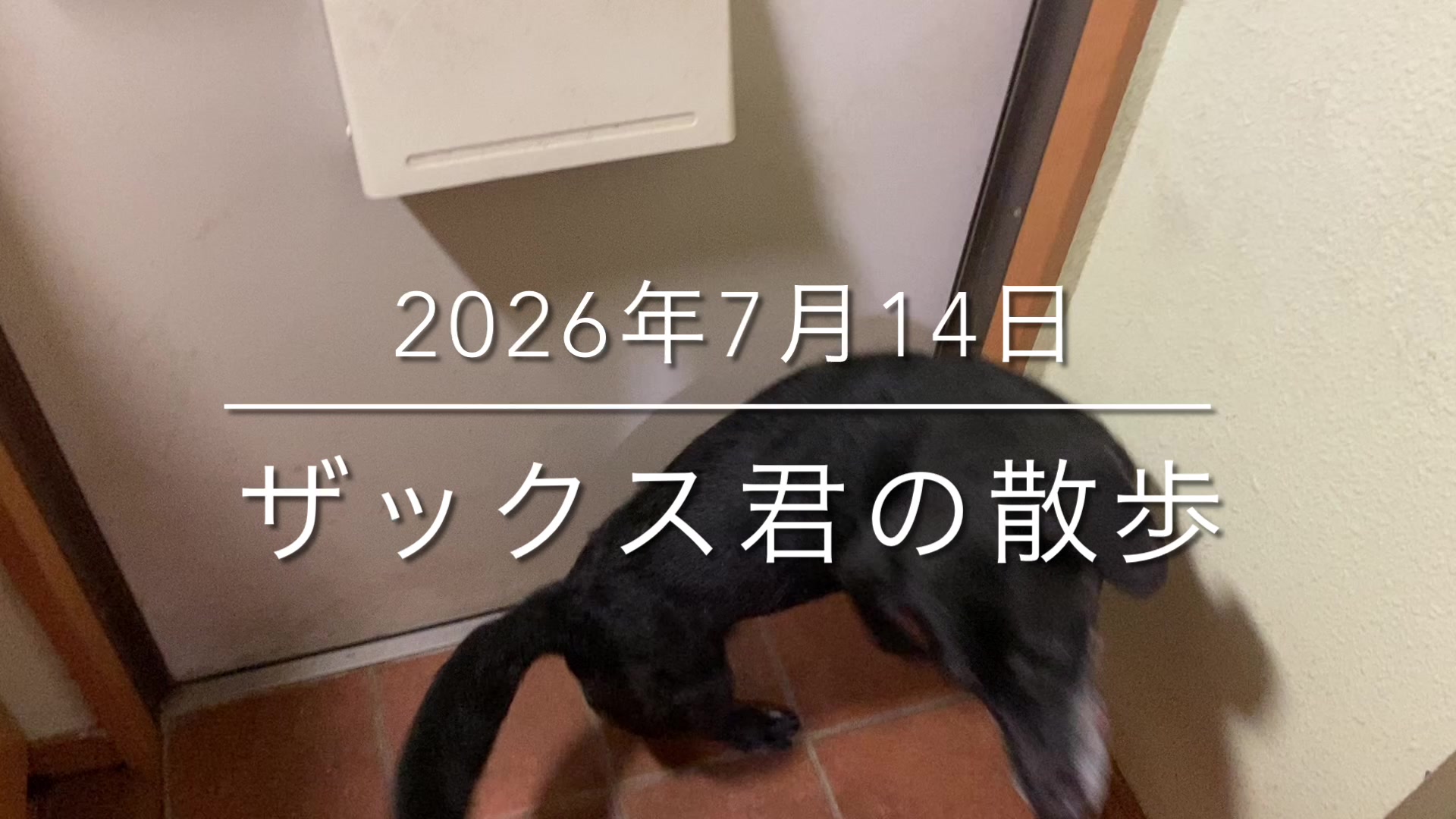 @sakihaman
