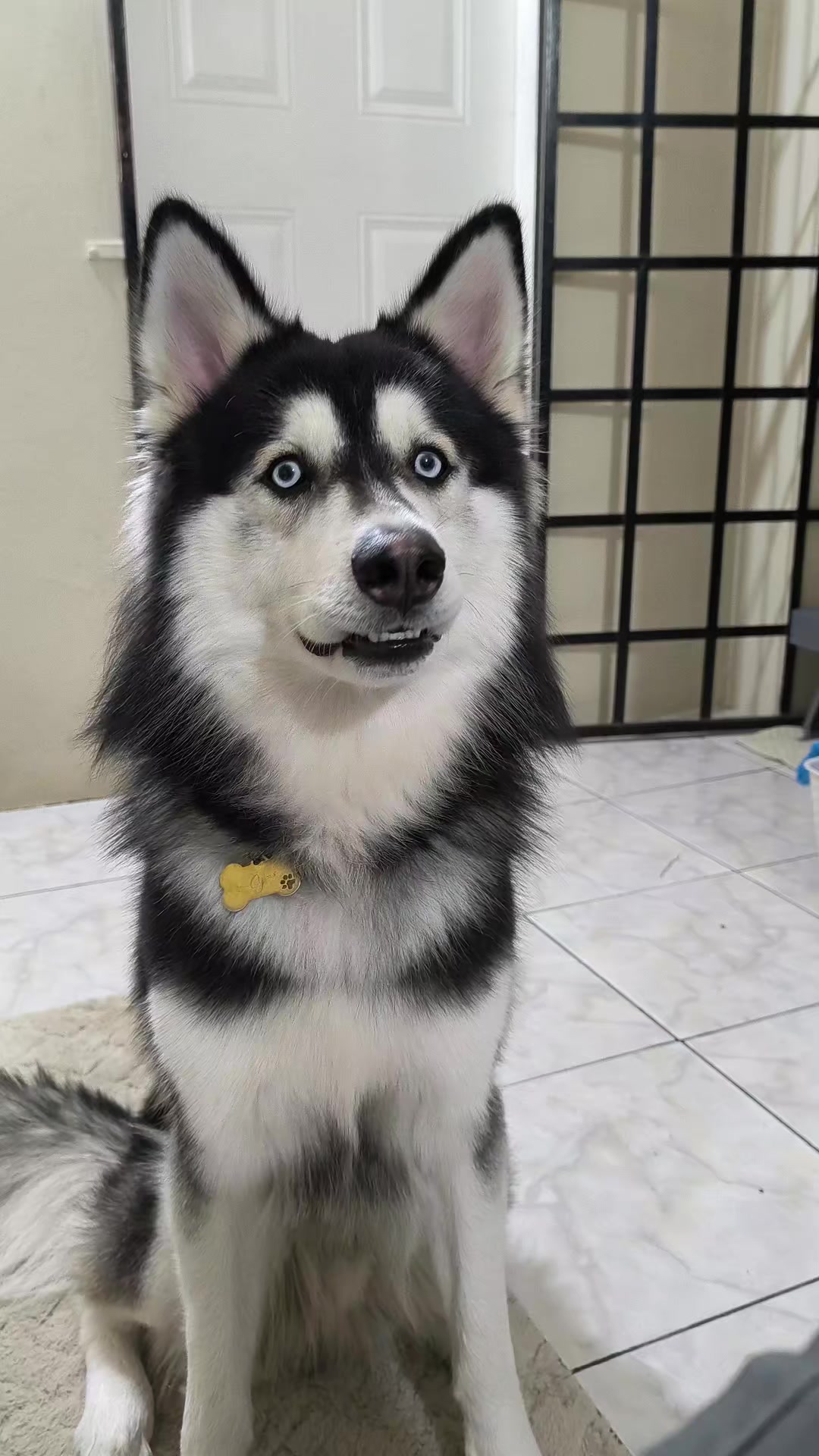 @cythehusky