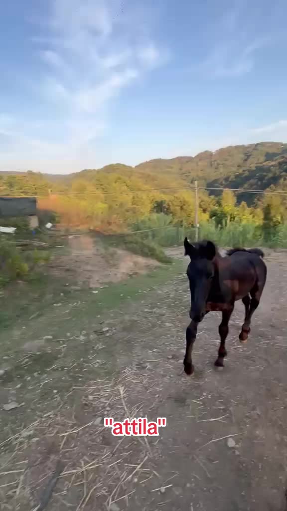 @DIFESA RANCH💥🐴🐴
