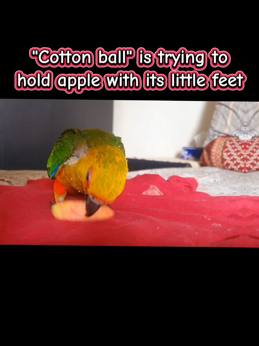 @B for birds