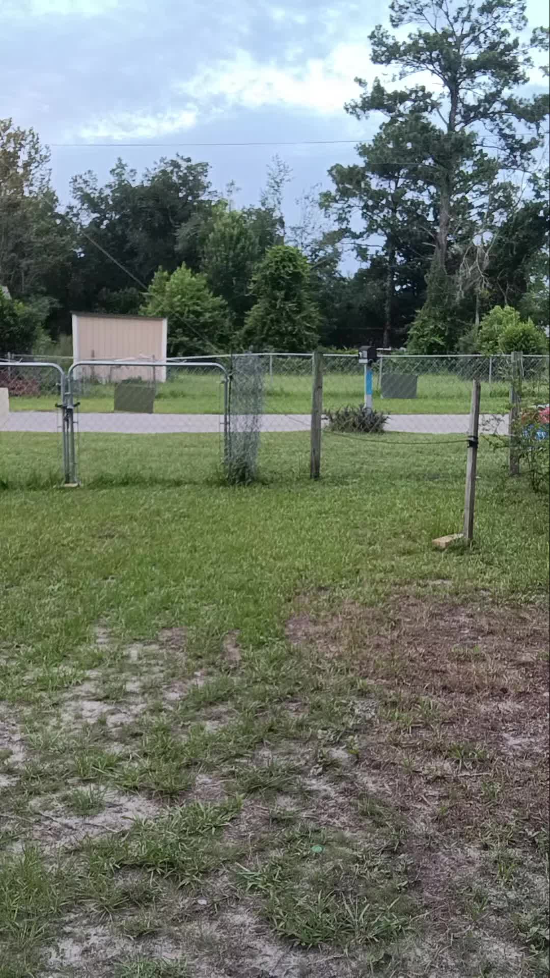 @Buck Buck Show