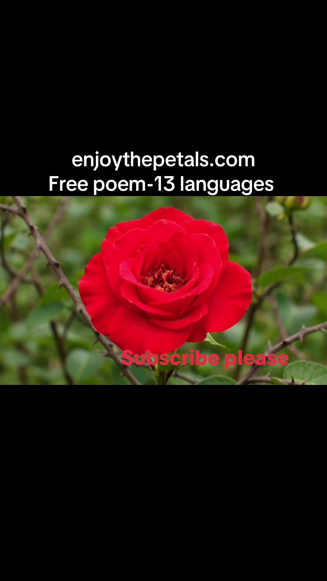 @enjoythepetals