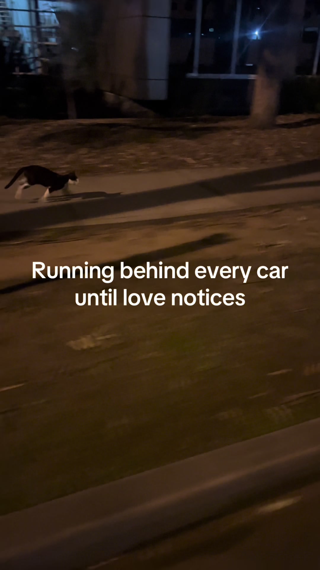 @safepawsau