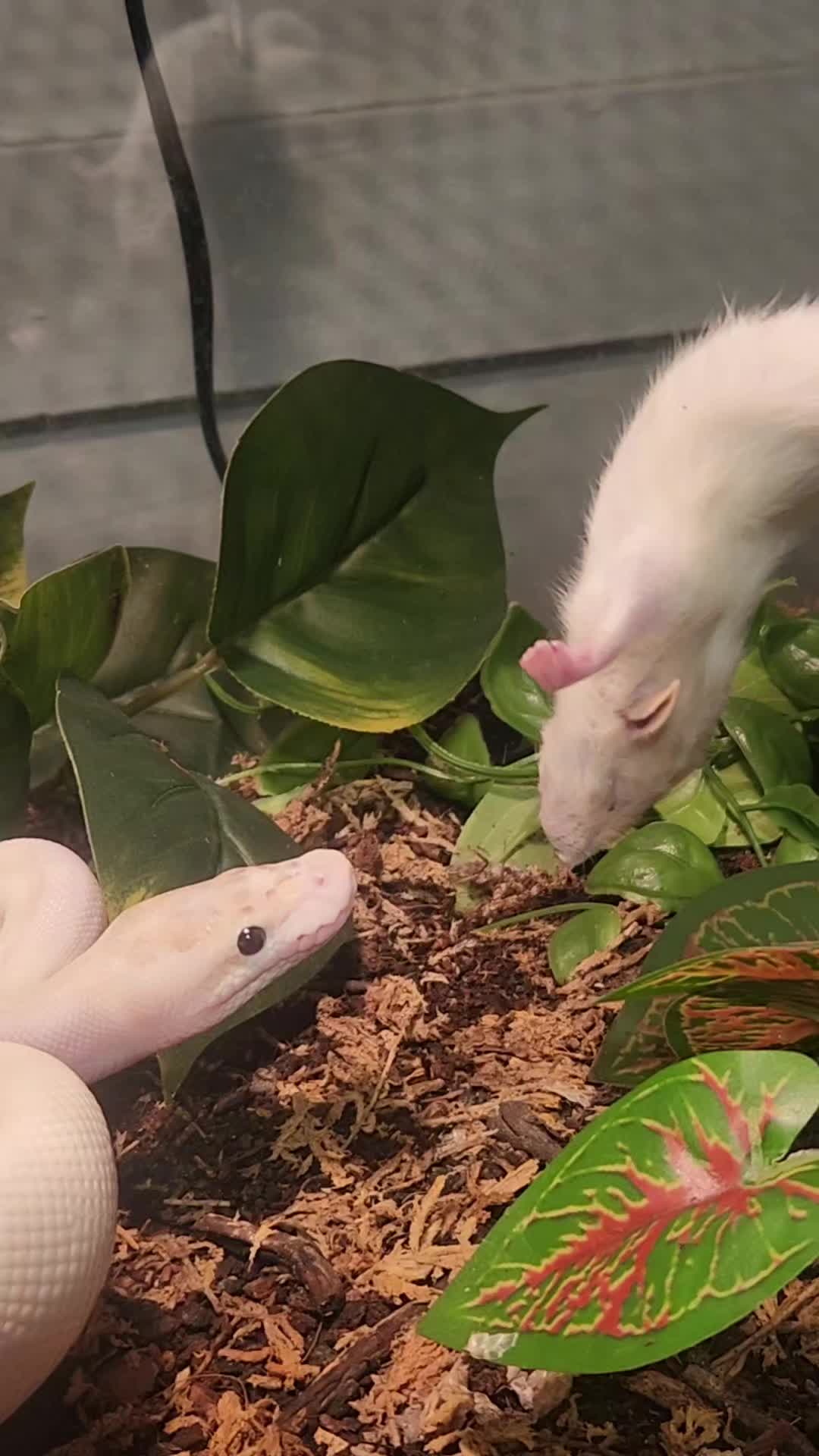 @Ballard&rsquo;s Reptiles