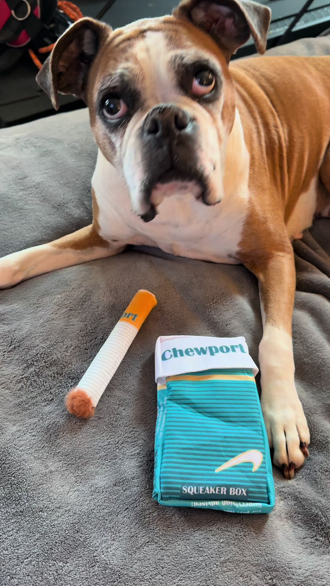 @boxermadness