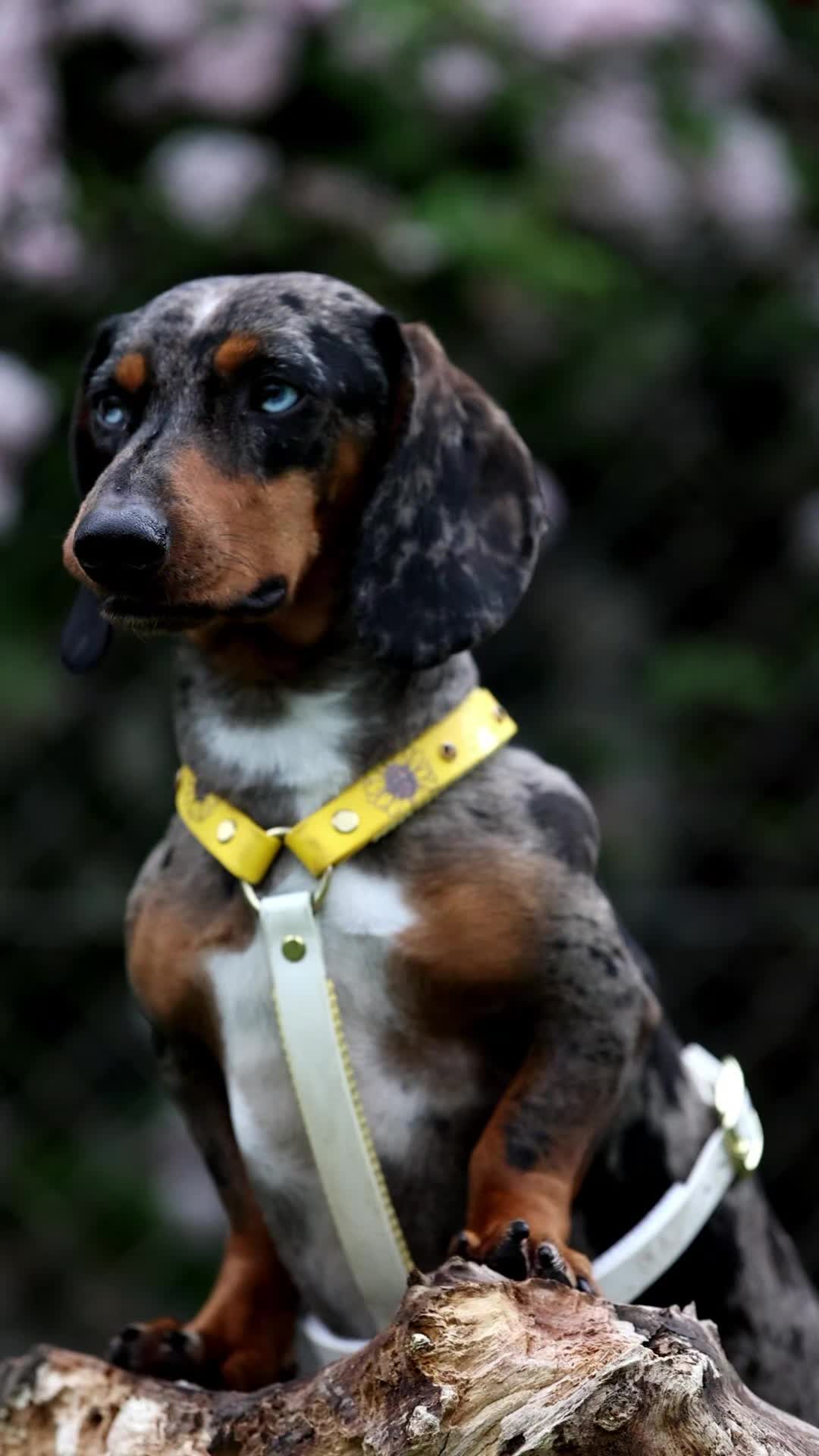 @Doggenkuh_Luna