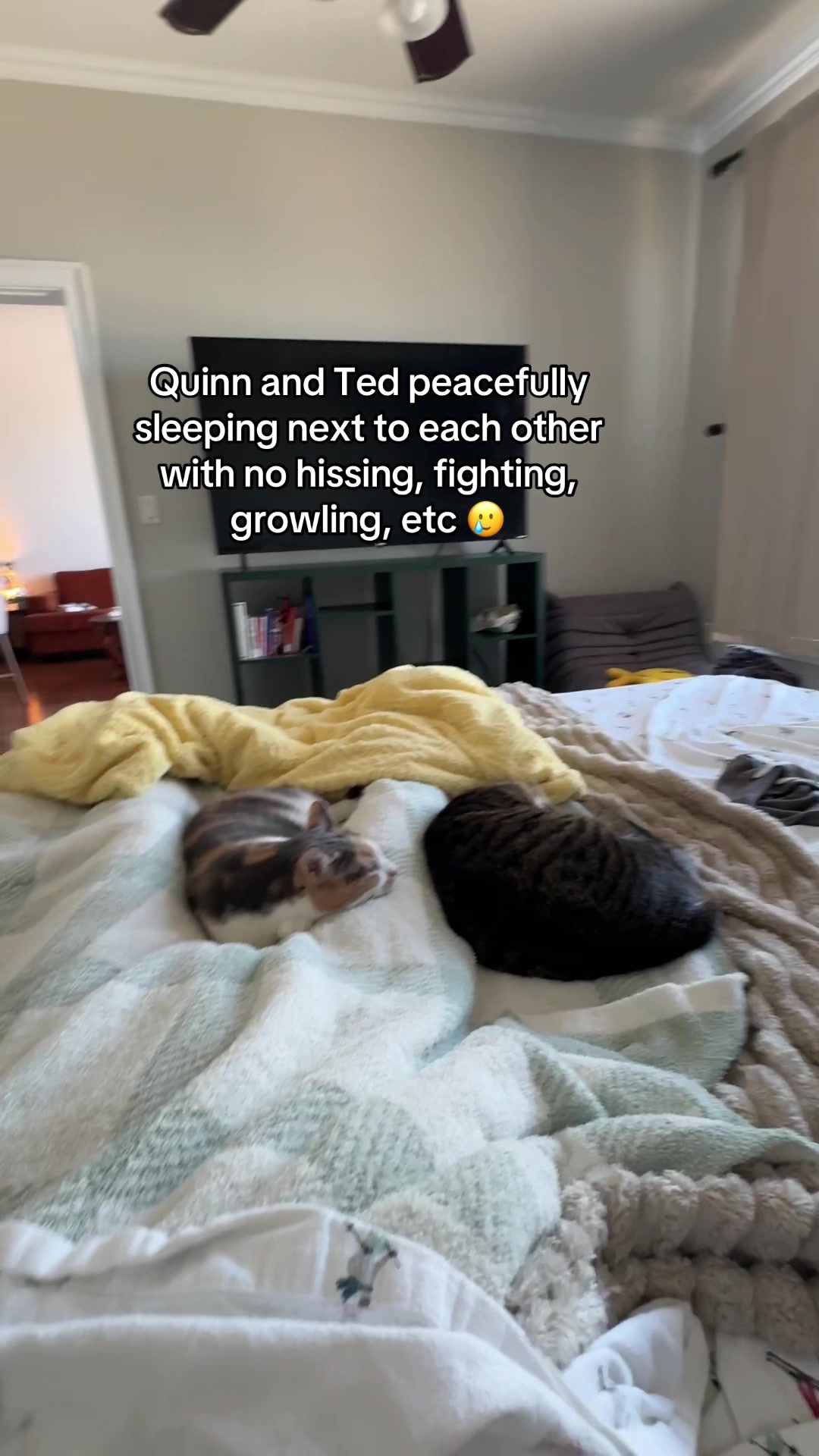 @Quinn The Calico