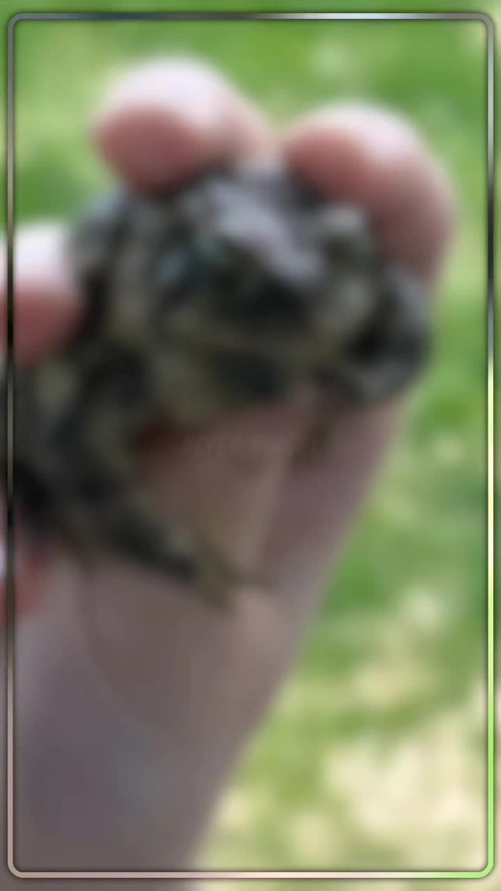 @frogs and autism