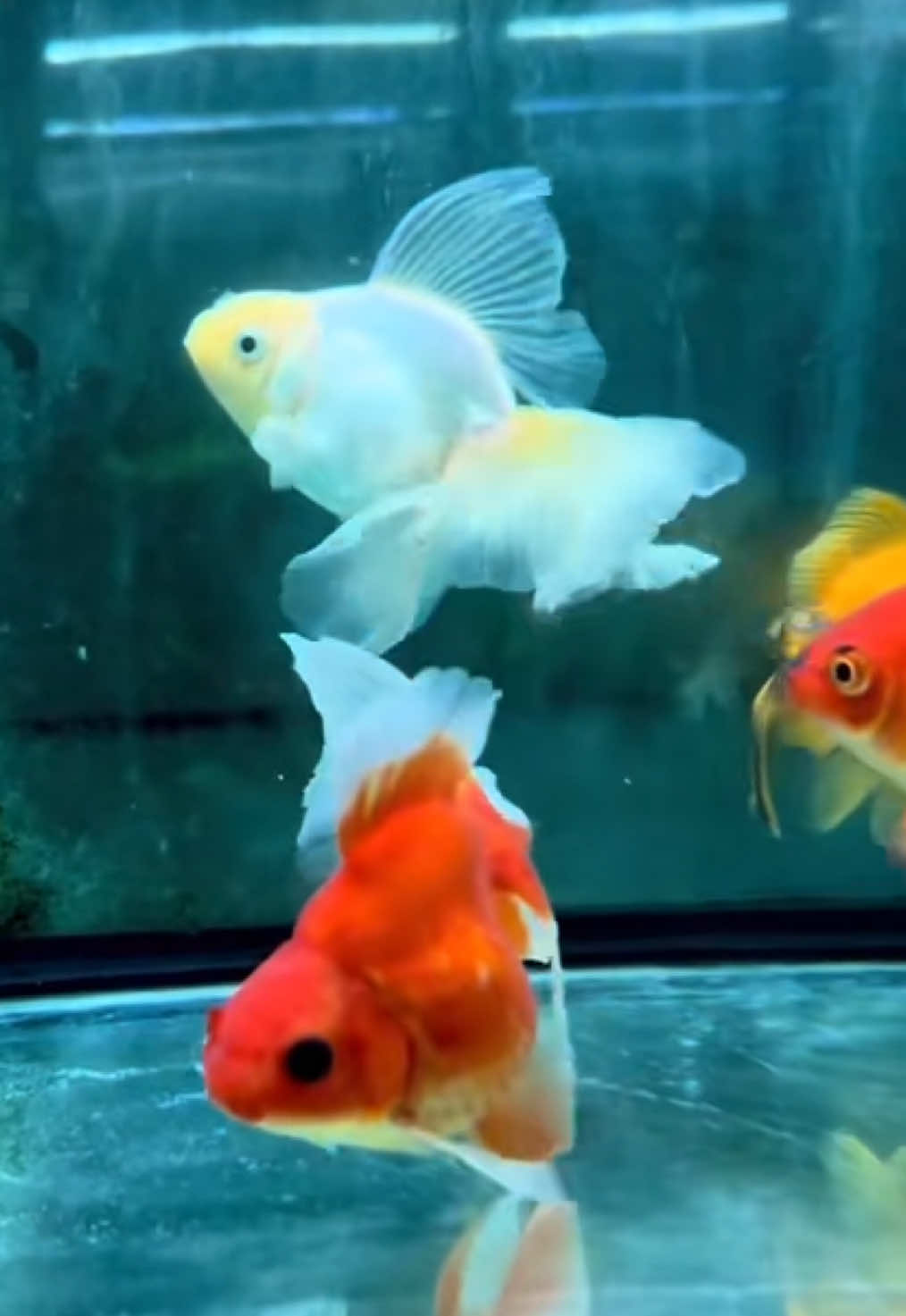 @Fish Ok