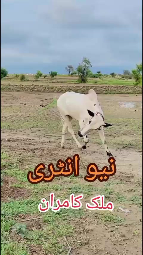 @Malik kamran