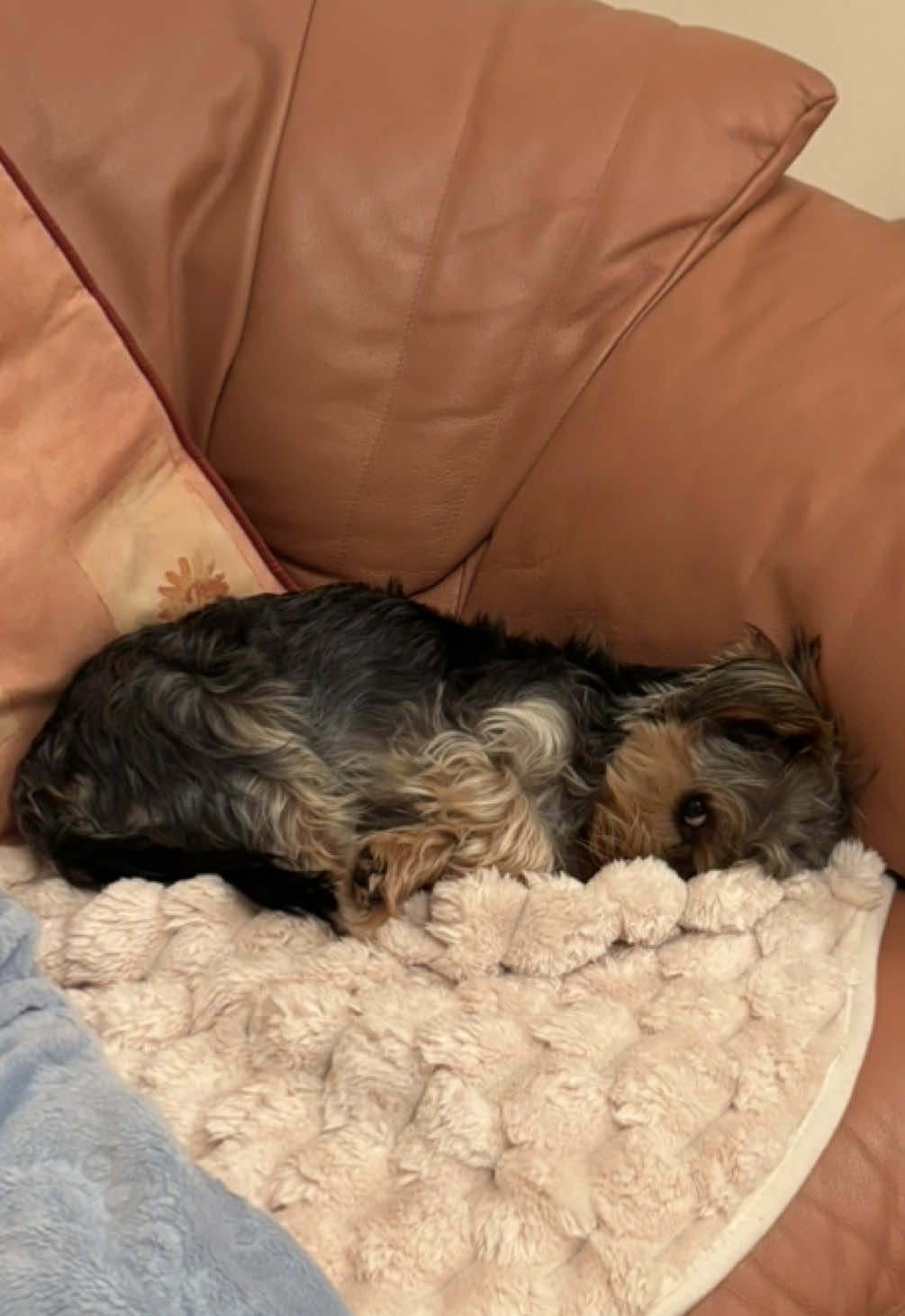 @Benjie the Yorkie