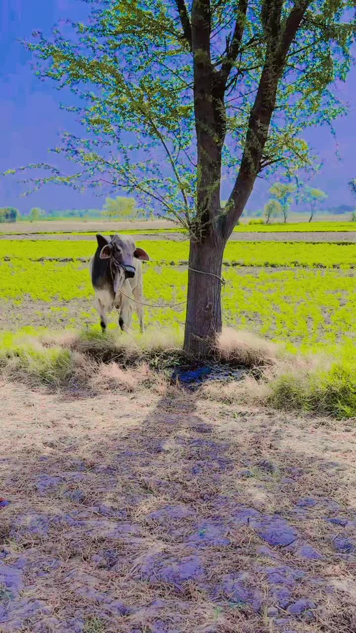 @Khan Ali pitafi
