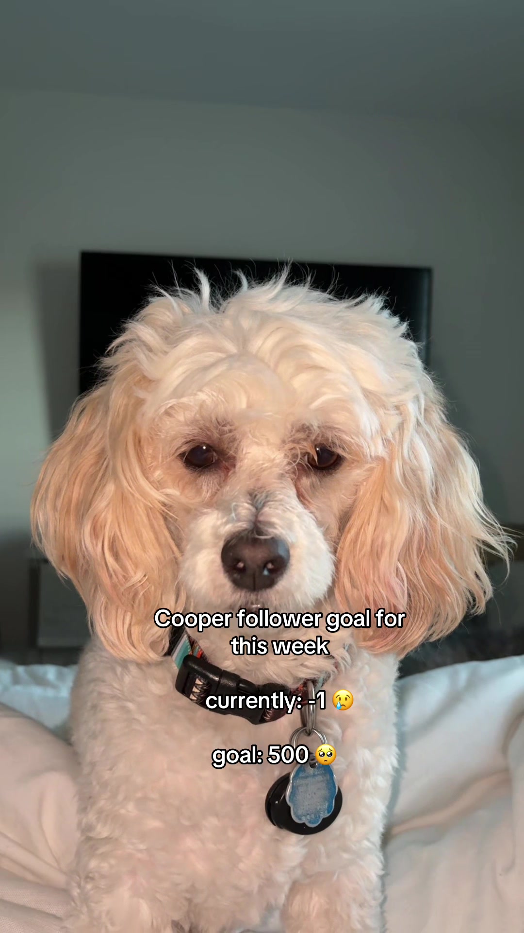 @Silly.dog.cooper