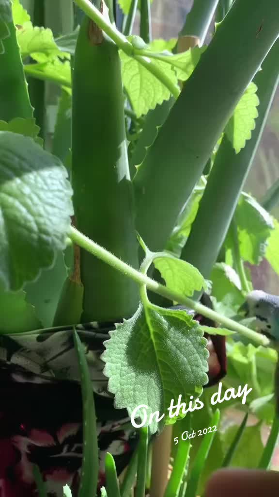 @Blu_the_budgie 🇹🇹