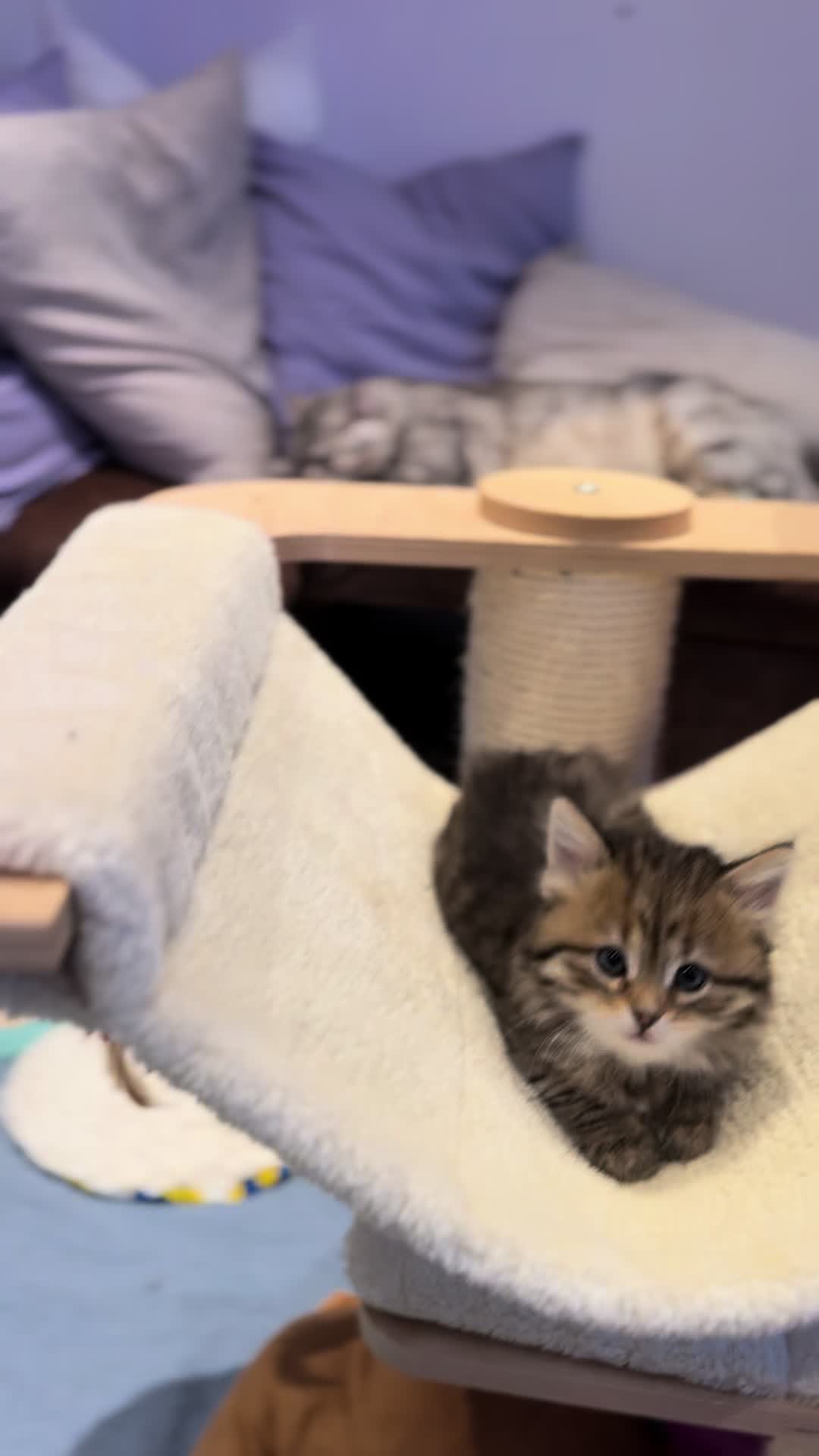 @SiberianRiver Cattery Uk