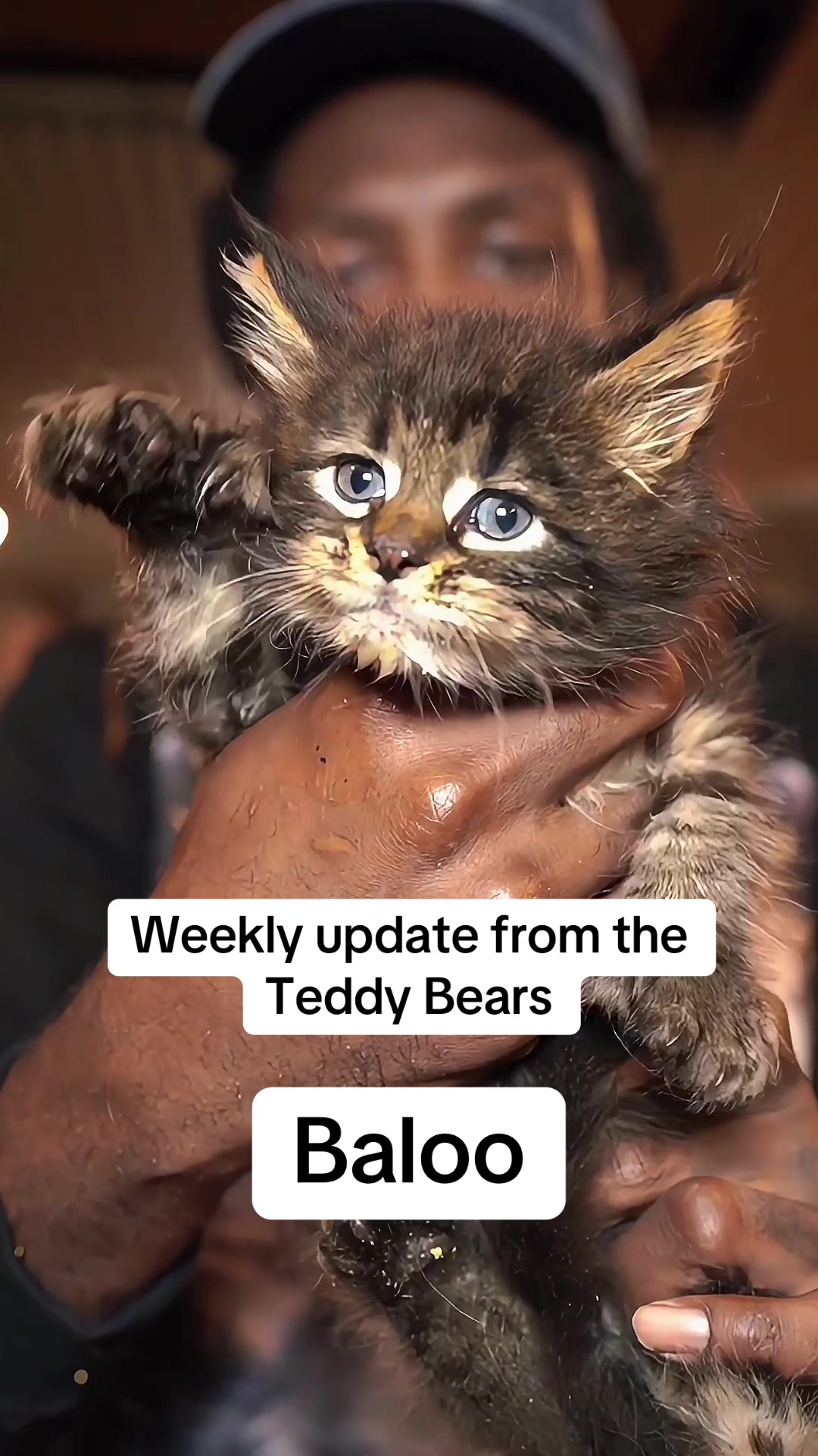 @Tycoon_Mainecoons