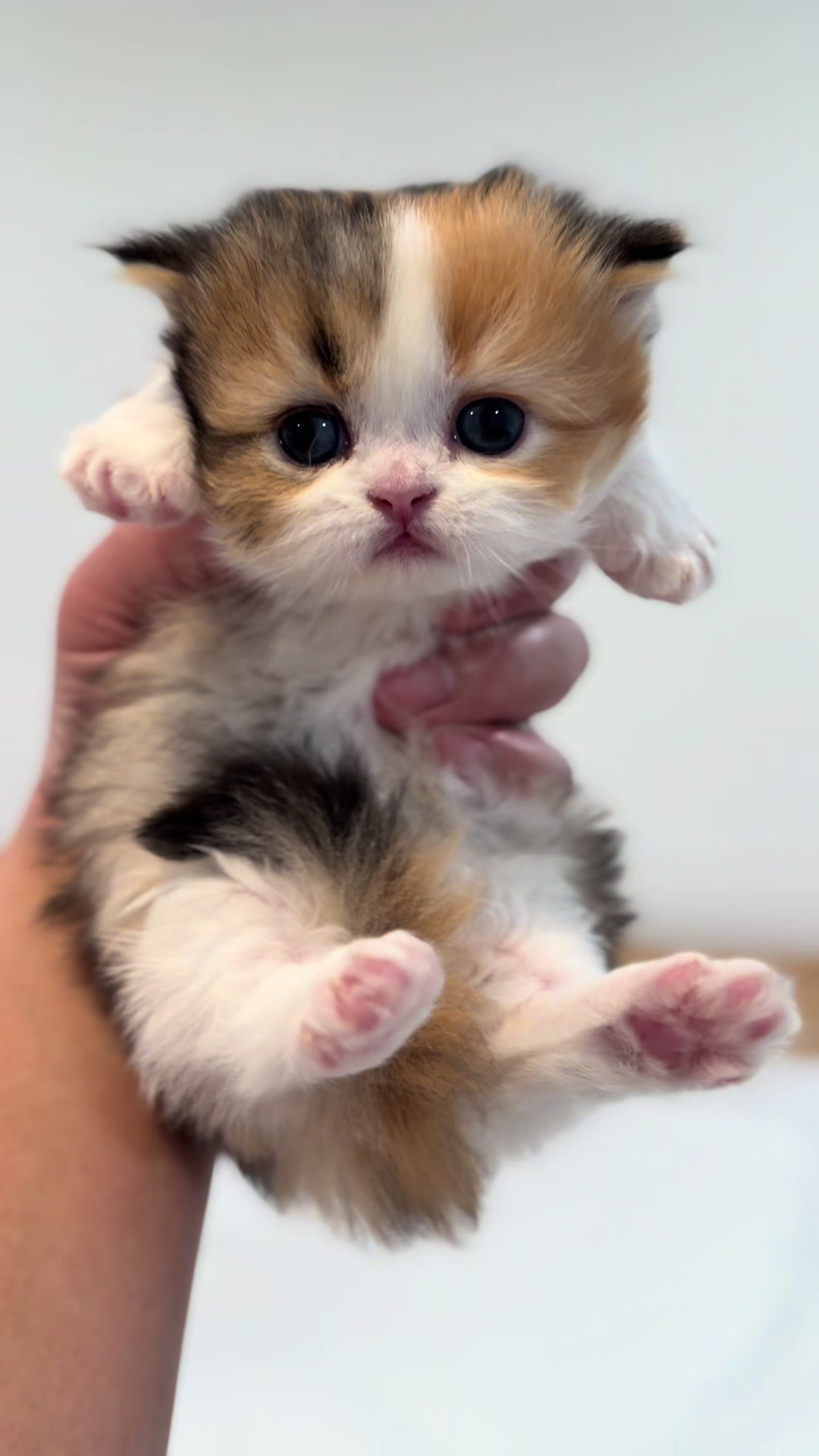 @tinyfoldmunchkin