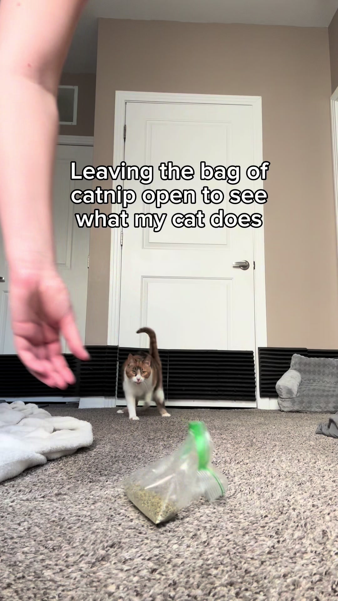 @Ada