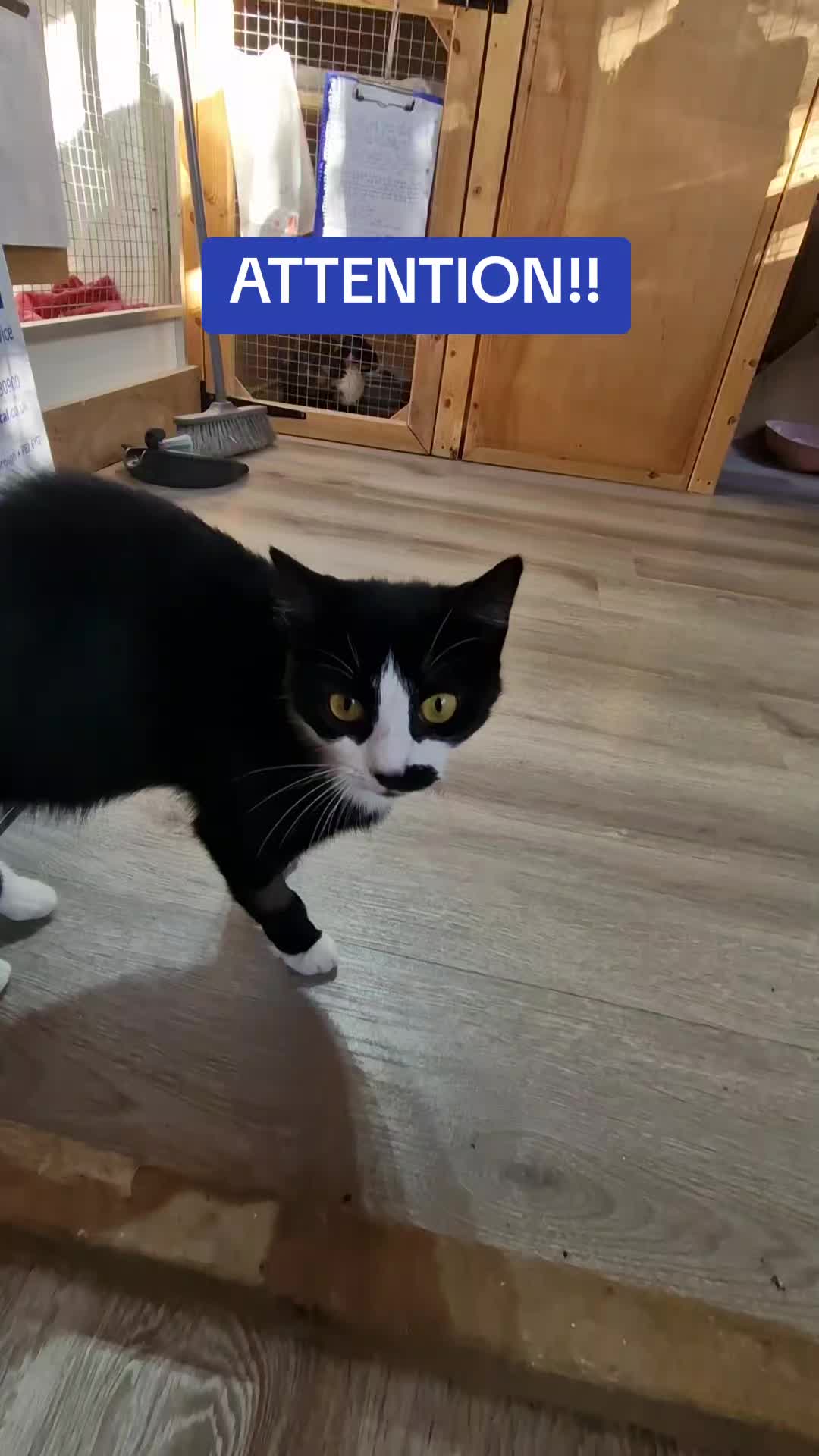 @Glossop Cat Rescue