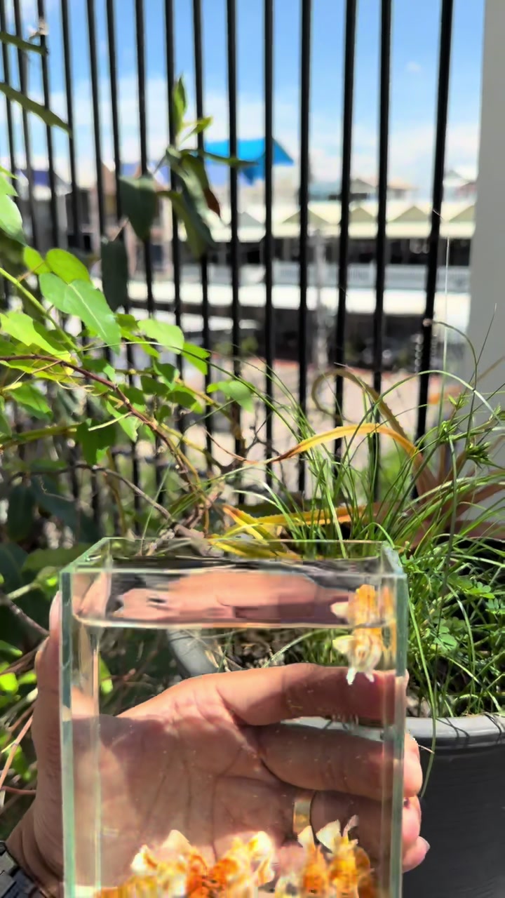 @tiny.fish.home1