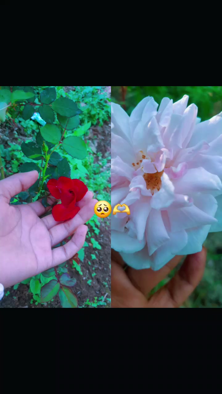 @Laxmisunarr💗💞