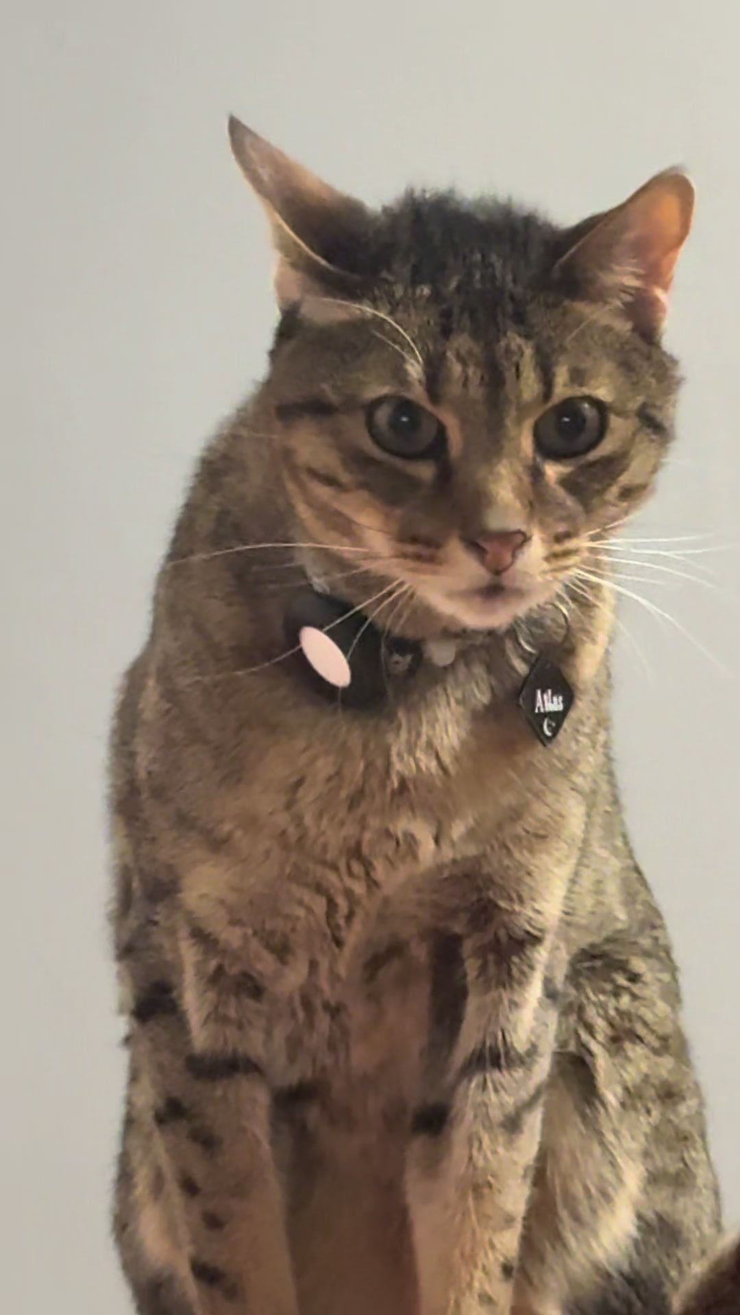 @Atlas the Cat