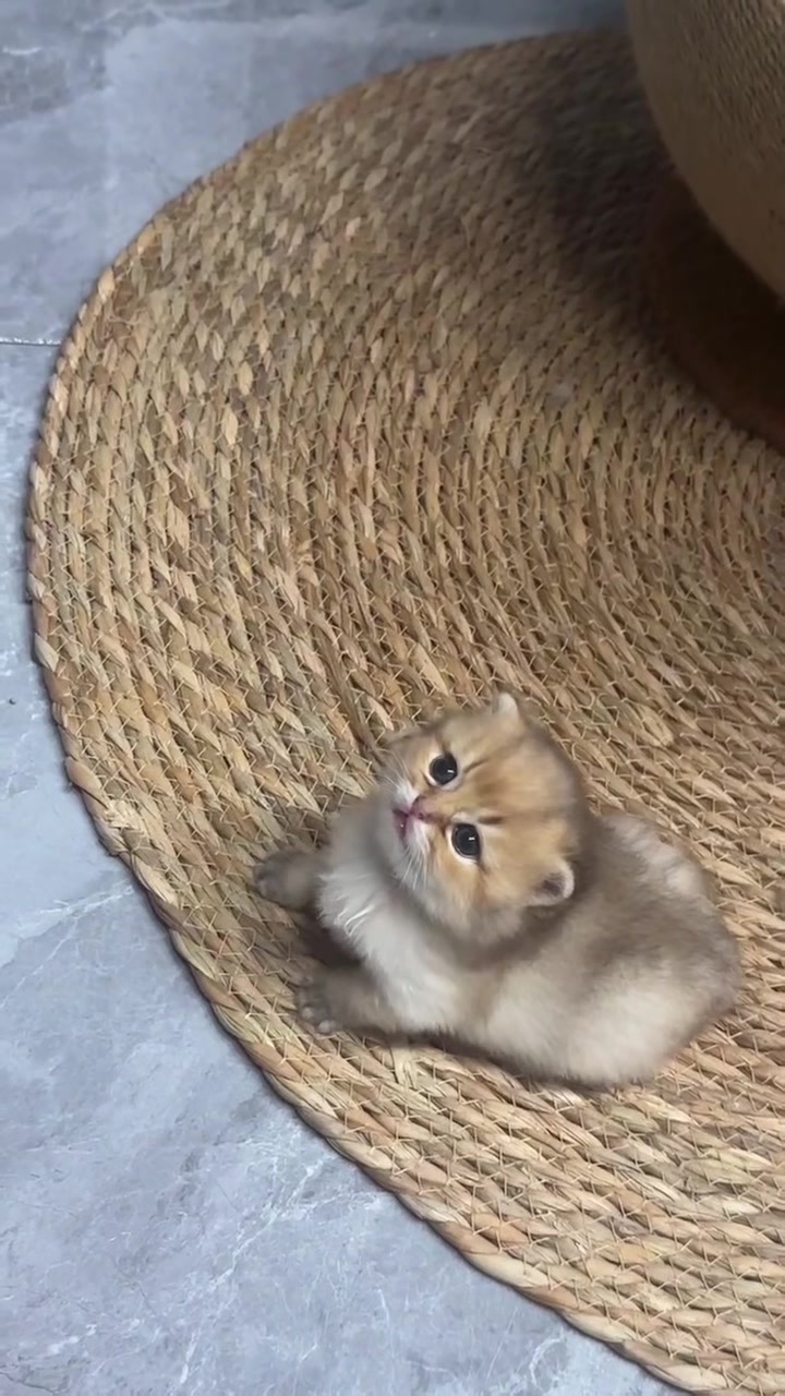 @喵贝贝在大马
