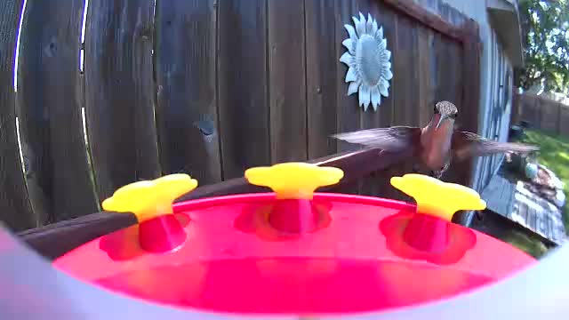 @Crazy Bird Lady