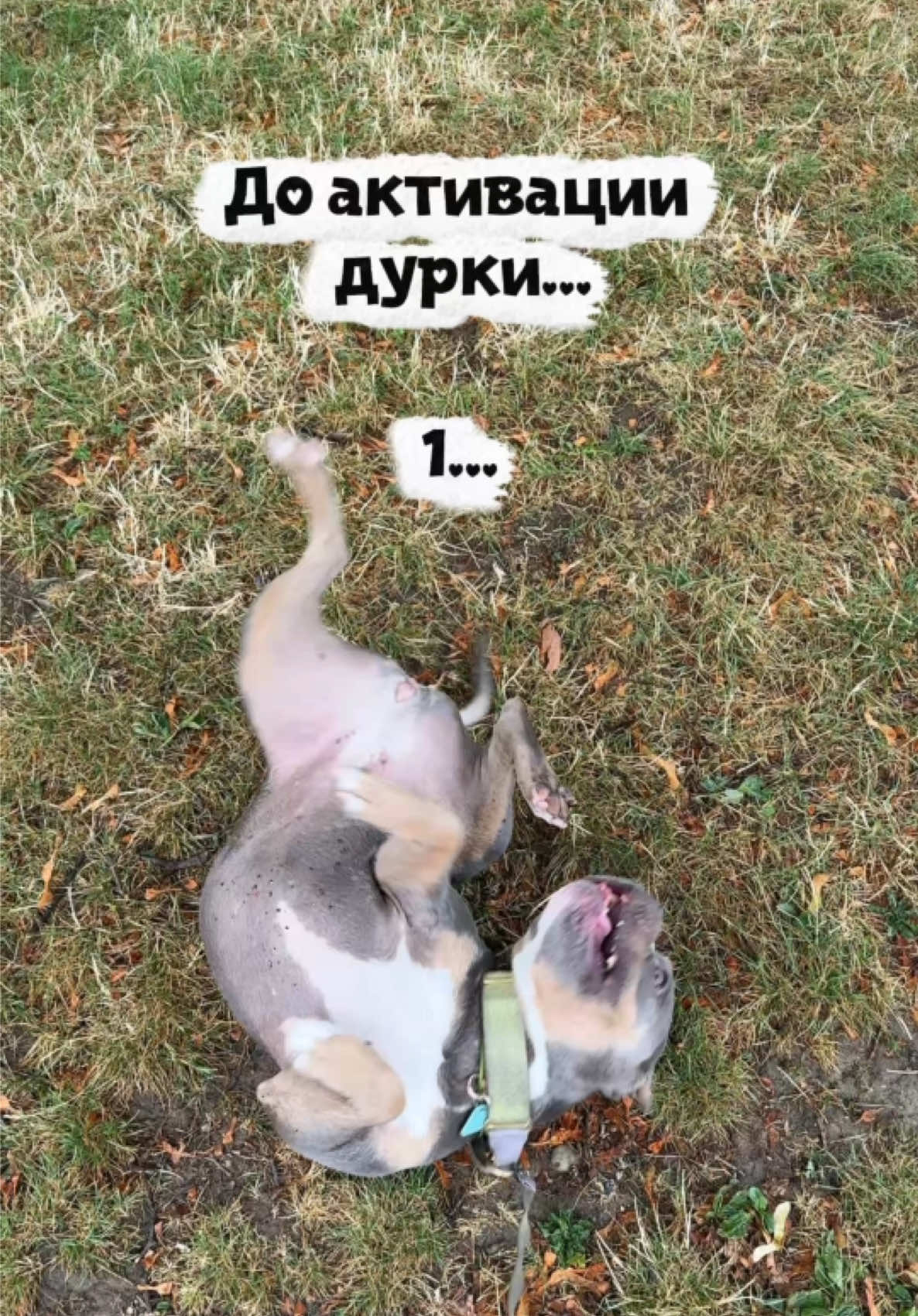 @Диана в Шерсти💜