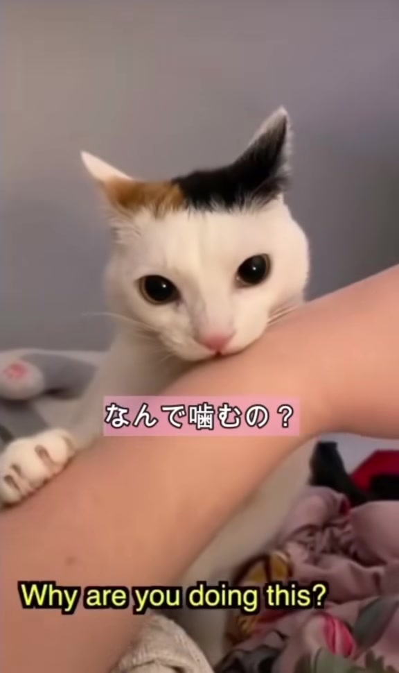 @ネコ師匠⛩️🐈❤️
