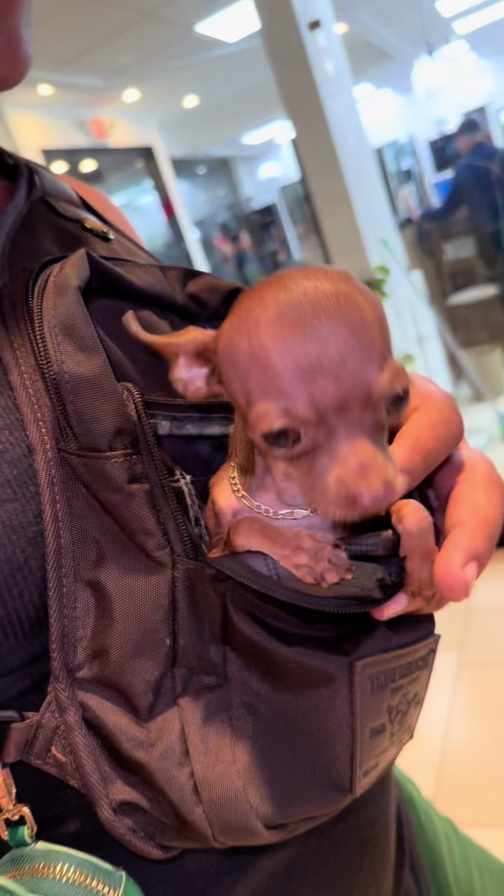 @mini.mew.offical