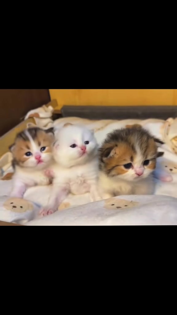 @catbosssss