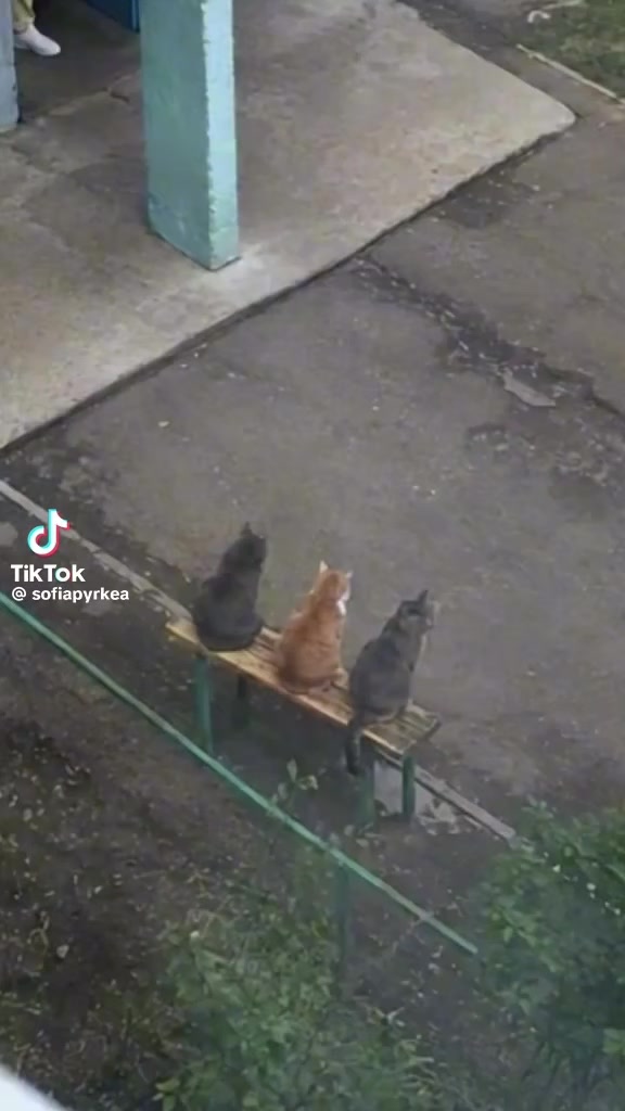 @Hosni zouaoui