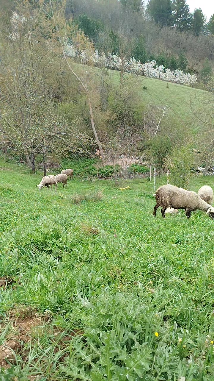 @bozkurt