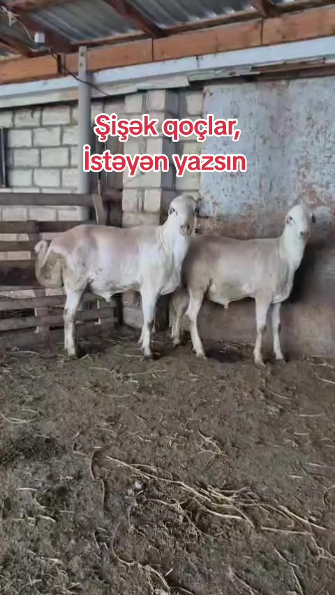 @kend_həyati_041
