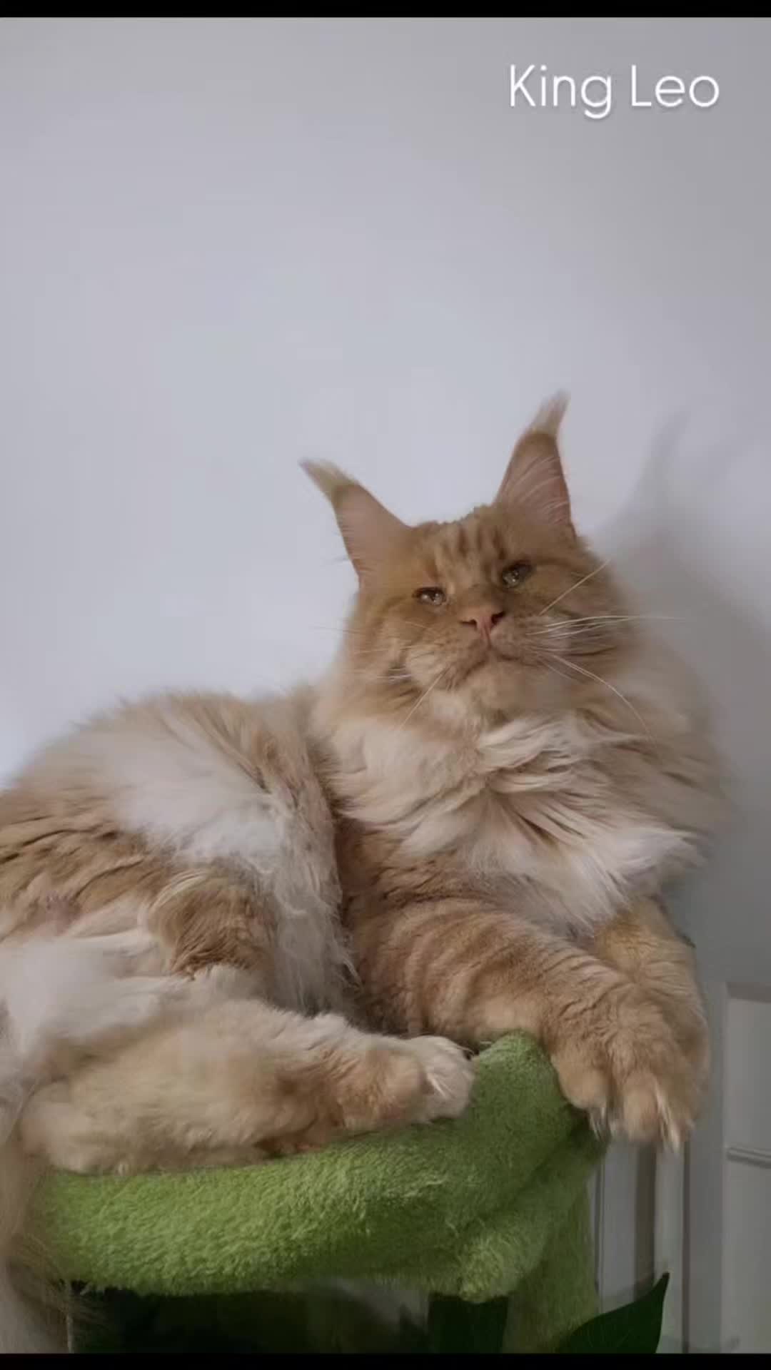 @Paw Palace Maine Coon