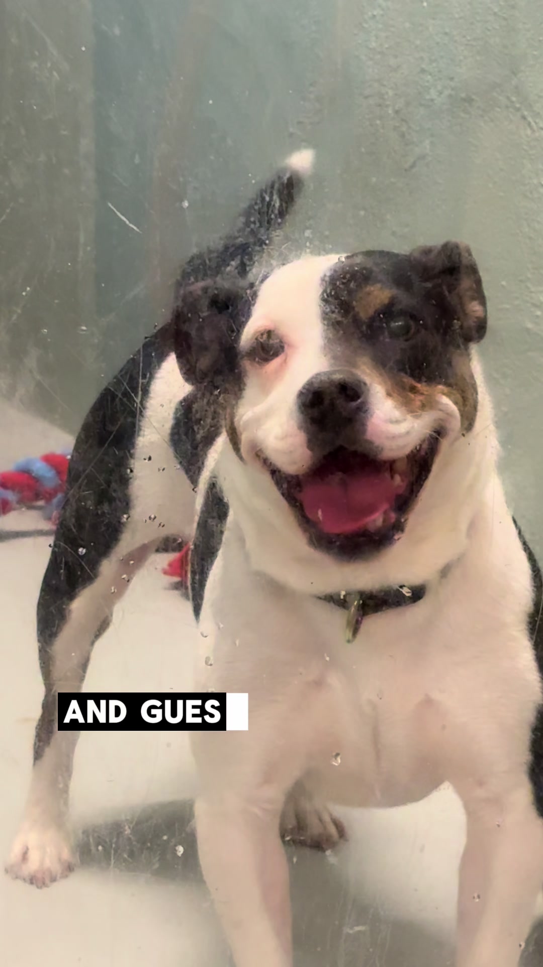 @Seattle Animal Shelter