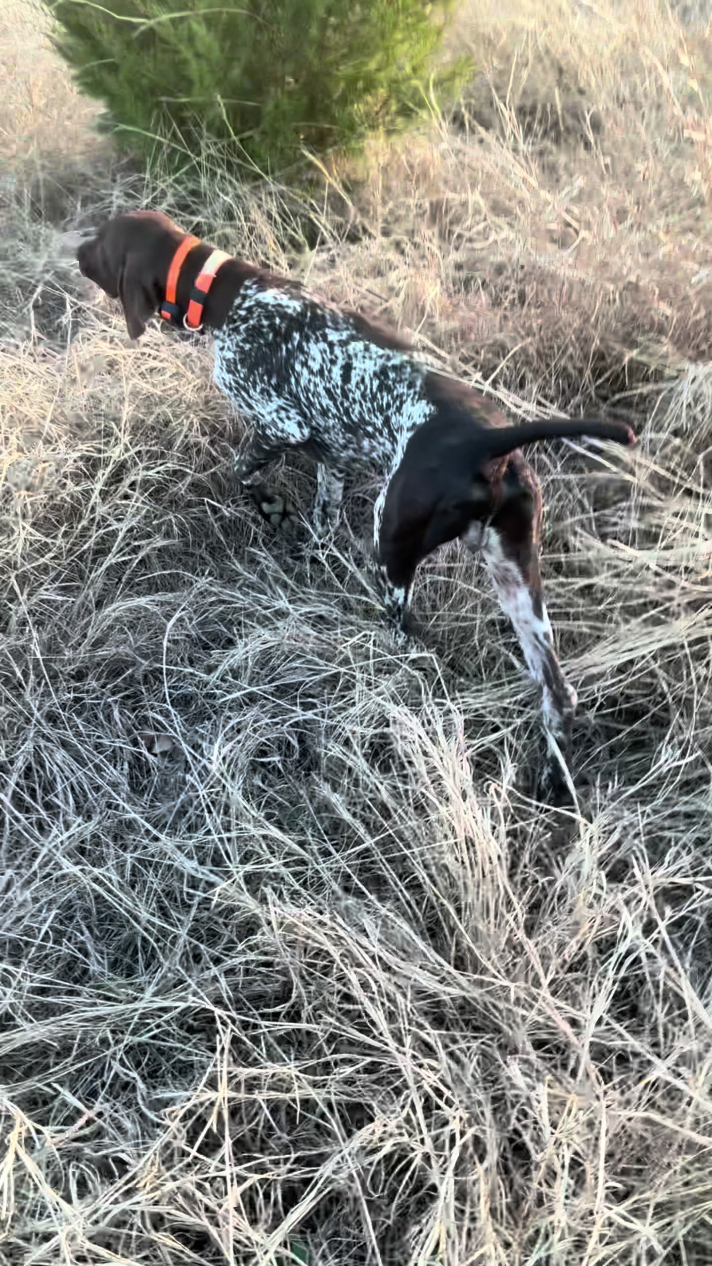 @heritagegspkennels