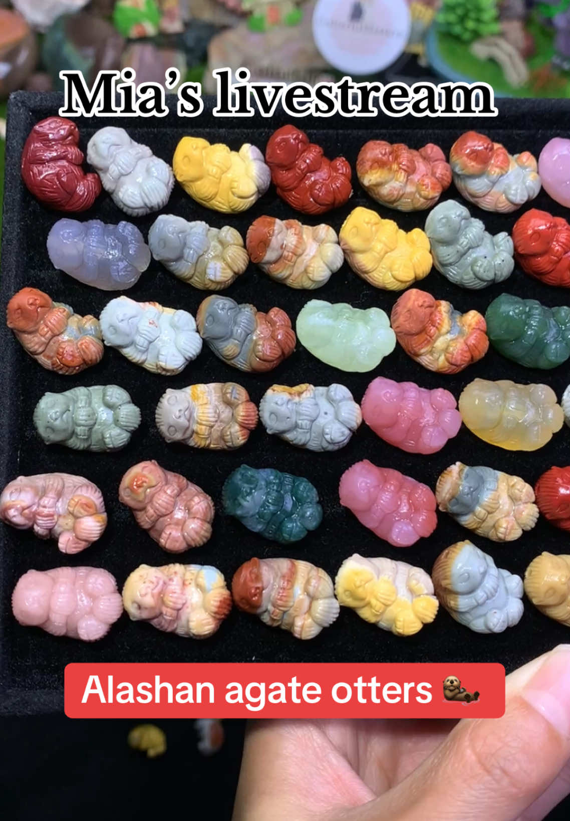 @ColorfulsisterUS