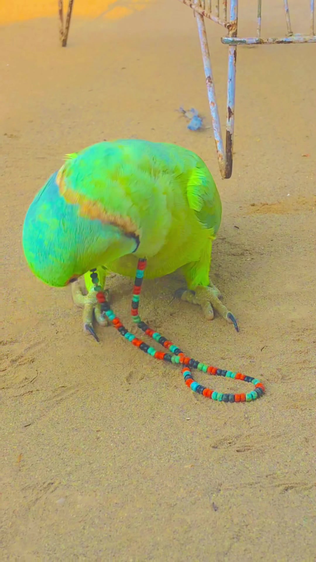 @ʜᴀʀᴏᴏɴ ᴊᴏʏɪᴀ