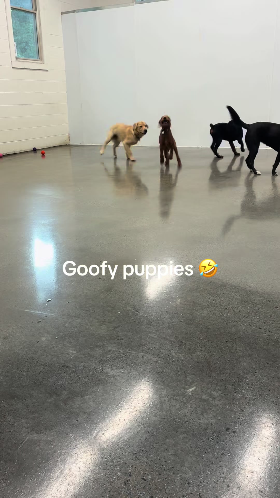 @Hound Housing Doggie Daycare