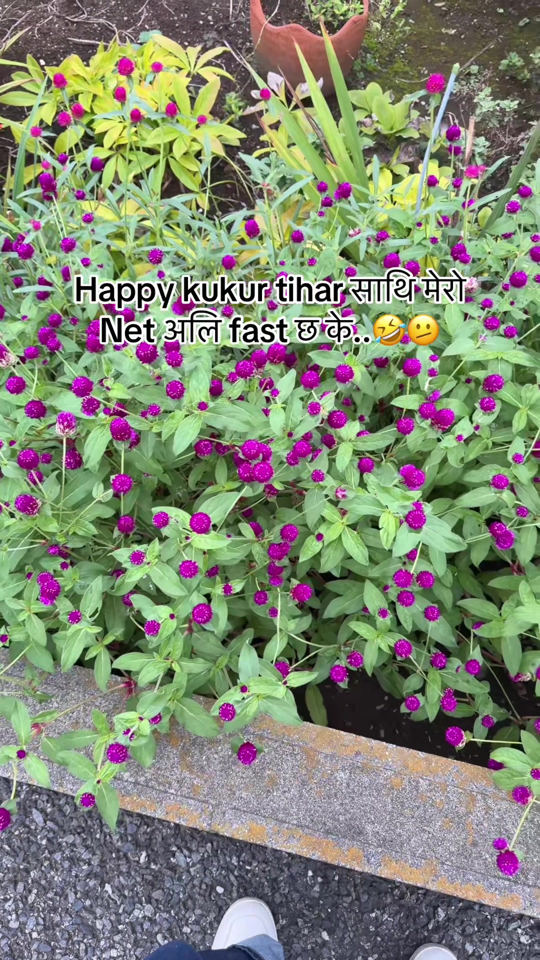 @🕊️