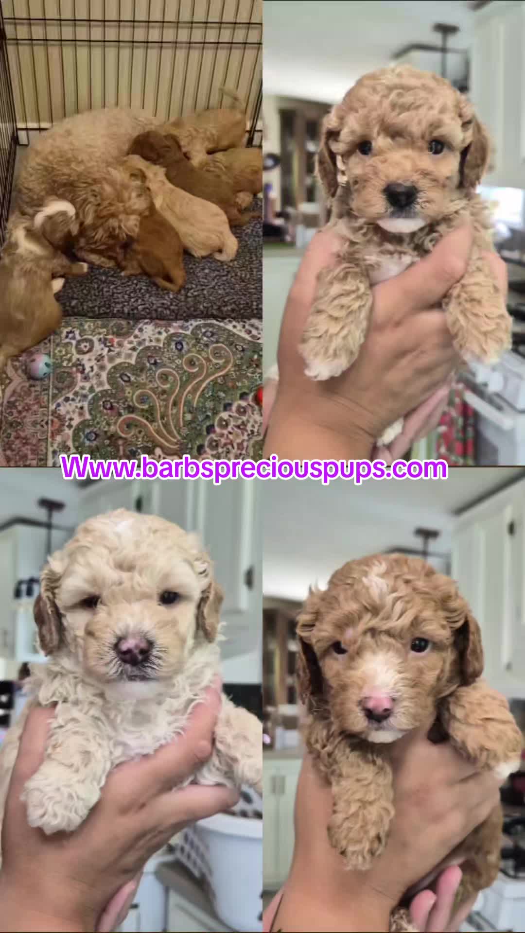 @Barb's Precious Pups