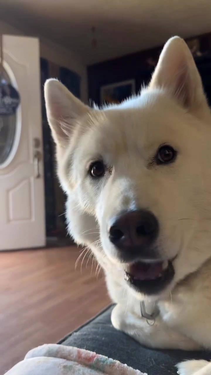 @FourHuskyteers