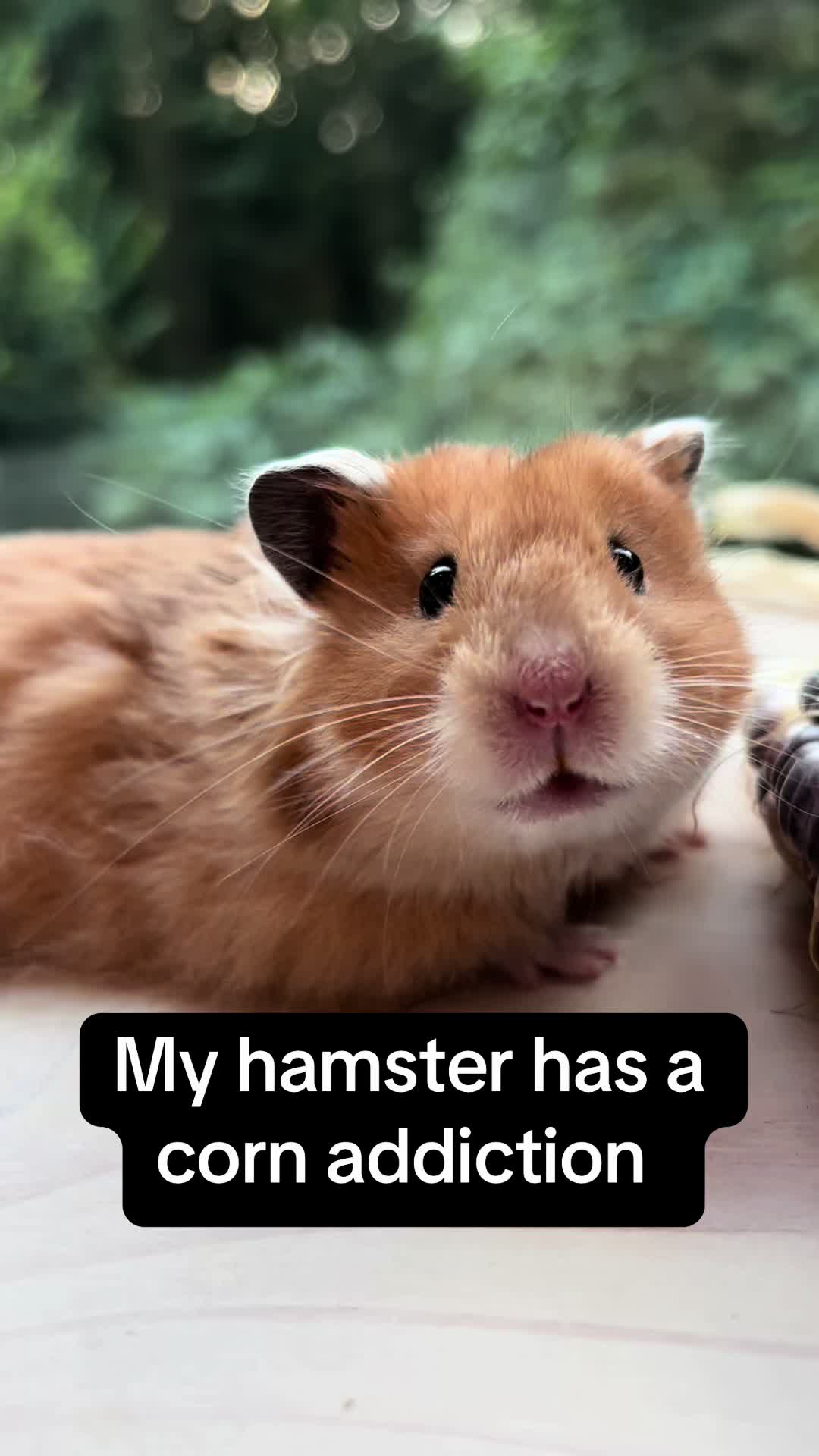 @Poppy Bee Hamstery