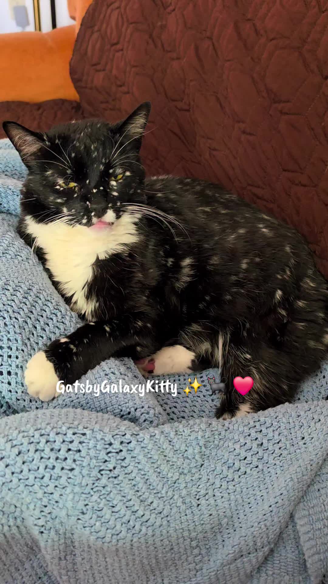 @gatsbygalaxykitty