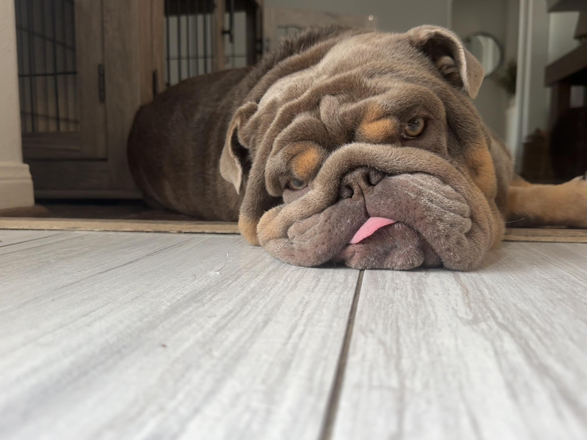 @RawlsTheBulldog