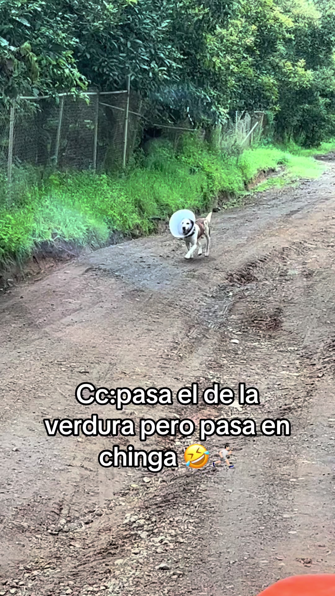 @EL SEÑOR DE LOS PEDOS