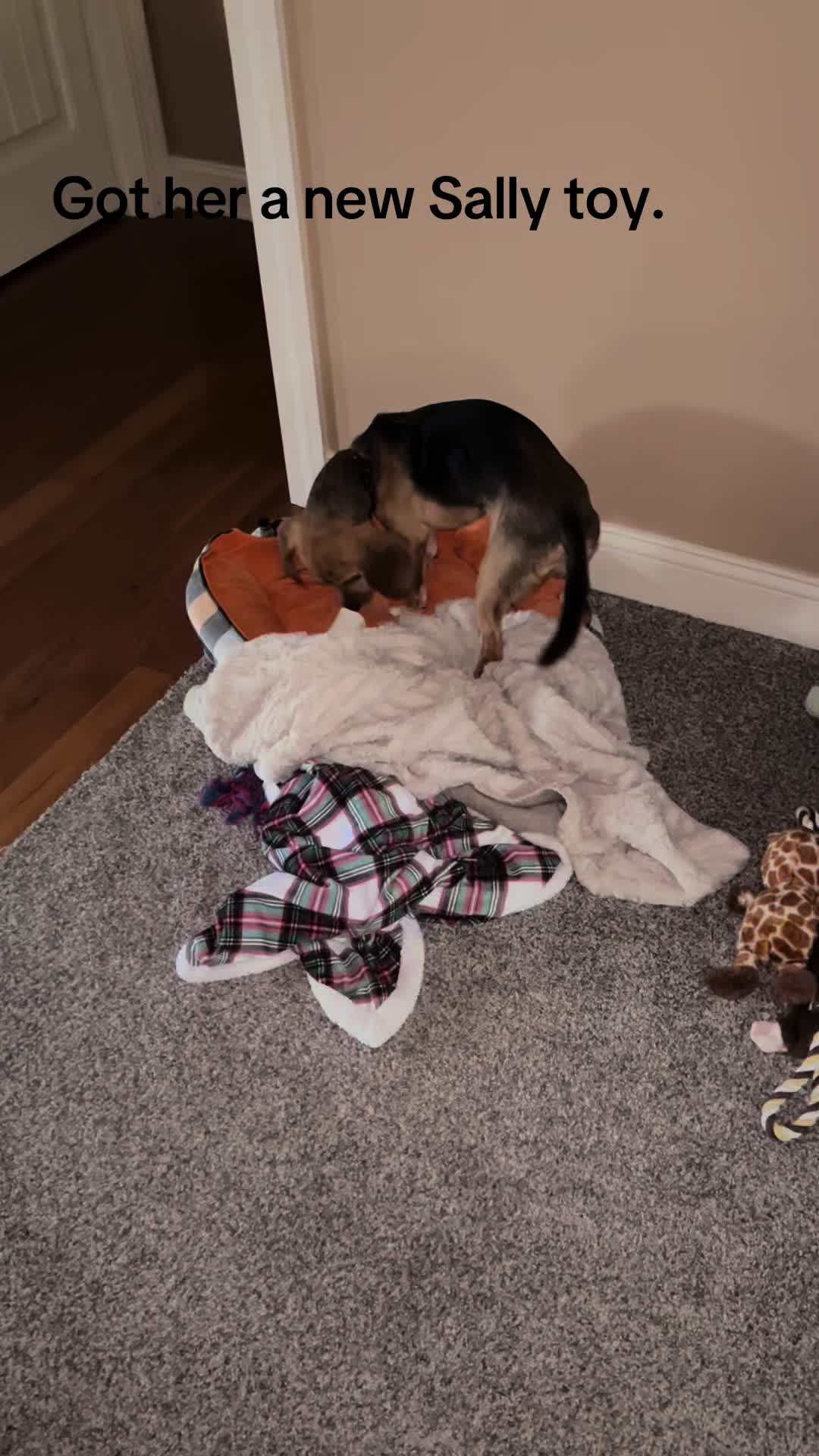 @Rosie the Beagle 🇺🇸🥰 🌞